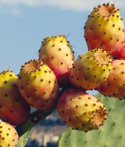 Prickly Pear Seed Oil – 100% Pure Organic Face Oil (15 mL & 30 mL)